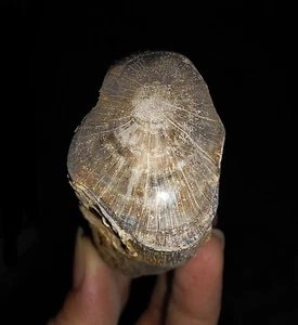 TRONCO DE MADERA PETRIFICADA, FÓSIL PULIDO SUPERIOR DE JAVA, INDONESIA, 75 MM - Imagen 1 de 7
