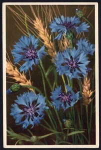 Vintage Blue Corn Flower Centaurea Cyanus 725 Postcard Thor E Gyger Divided Back - Picture 1 of 2