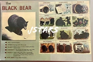 1950s 1960s GATLINBURG, TN, SMOKY MOUNTAINS BLACK BEAR CALENDAR JUMBO POSTCARD - Picture 1 of 5