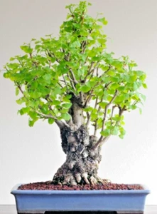 BONSAI-GINKGO BILOBA selten gelb blühender Baum Porzellan exotische Pflanze Samen 12 Samen - Bild 1 von 2