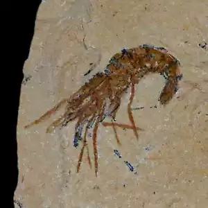 Gamberetti fossili Carpopeneus Cretaceo 1,5" età 100 milioni Libano certificato di autenticità - Foto 1 di 7