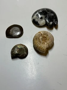 AMONITE CUATRO DIFERENTES - Imagen 1 de 7