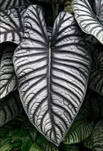 80001691 Alokasia Alocasia Nebula exotische Pflanze 3 Samen - Bild 1 von 1