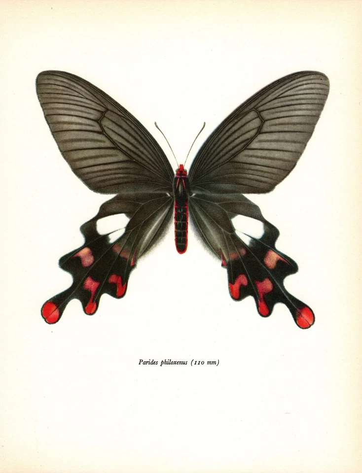 Vintage Butterfly Art Print Cattleheart Butterfly Insect Print 5300-70 - Image 1 of 1