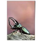 Poster A1 Atlas Beetle Bug Insect Biology #50131