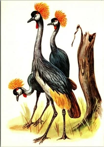 Postal Aves Africanas Grulla Crestada UNP Ilustrada Sapra Studio - Imagen 1 de 2