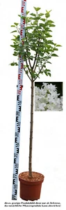 Stamm - Edelflieder, Syringa vulgaris `SOUVENIR D`ALICE HARDING´ Stammhöhe 80cm - Bild 1 von 3