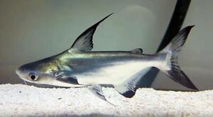 Juvenile Hi Fin Paroon Shark Catfish 4cm Pangasius Sanitwongsei