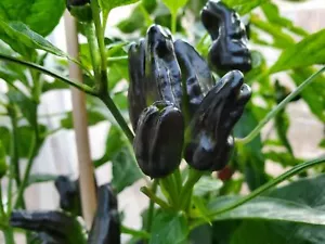 Türkische Blumenbiber Chili aus der Türkei - 5+ Samen - Samen - Samen - Ch 215 - Bild 1 von 1