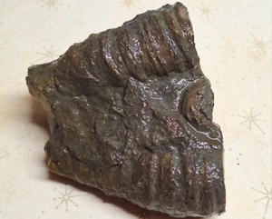 Cuerno fósil grande triple coral rugoso con hermoso devónico crinoide - Michigan - Imagen 1 de 9