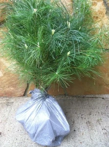 QTY-15 Appalachian white pine starter 10-13in evergreen transplant saplings #STX - Picture 1 of 8