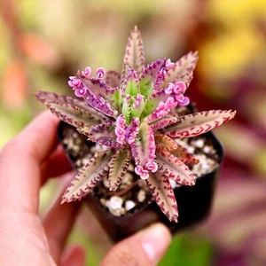 Kalanchoe Pink Butterflies 2” 4” 6"pot Live Succulents Plants - Picture 1 of 9