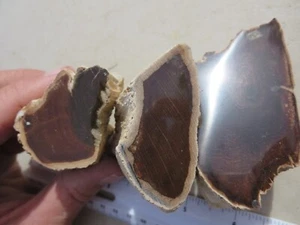 428 GESICHT POLIERTES VERSTEINERTES HOLZ, TOLLES DISPLAY.   EX GESCHLOSSENER OLD TIME ROCK SHOP - Bild 1 von 6