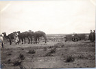 Morocco Marrakech Camels Vintage Silver Print 1921 Vintage Silver Print Ti