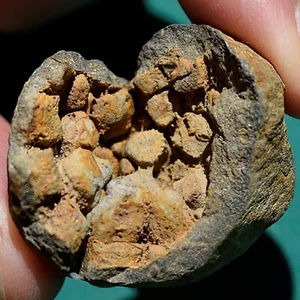 Exquisite Coral Fossil from Bolivia Devonian - Collector's Item - Picture 1 of 9