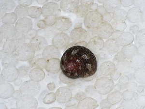 GIBBULA ARDENS BLACK AND RED - Imagen 1 de 2
