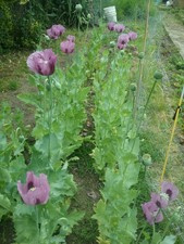 PAPAVER SOMNIFERUM-1500K(gram)  TURKISH POPPY SEEDS-Strong, fast germinating