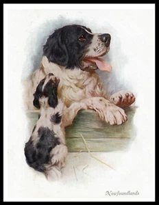 NEWFOUNDLAND DOG AND PUPPY LOVELY VINTAGE STYLE DOG ART PRINT POSTER - Picture 1 of 1