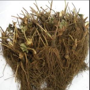 Quinalt Everbearing 10 Live Strawberry Plants, NON GMO, - Picture 1 of 3