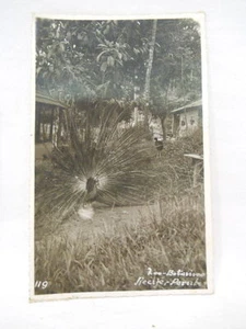 Recife Pernambuco Brazil Zoo Black and White Photograph - Picture 1 of 1