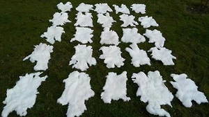 10x weiße Kaninchenfelle Hasenfelle Kaninchenfell Kaninchen Fell B WareTopPreis - Bild 1 von 3