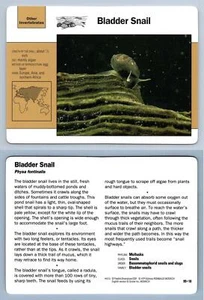 Bladder Snail #99.18 Other Invertebrates - Grolier Wildlife Adventure Card - Picture 1 of 1