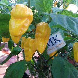 Devil's Tongue Yellow , Lengua de Diablo , 10 semillas , Capsicum chinense (222) - Picture 1 of 1