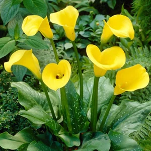 CALLA LILY (Zantedeschia) - GOLDEN STAR - 3 x BULBS - Free Postage - Picture 1 of 3