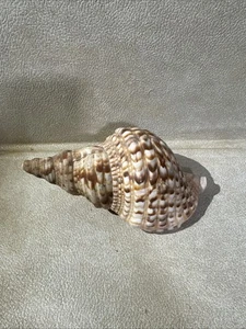 Big Beautiful Real Conch Sea Shell Home Beach Decor - Picture 1 of 8