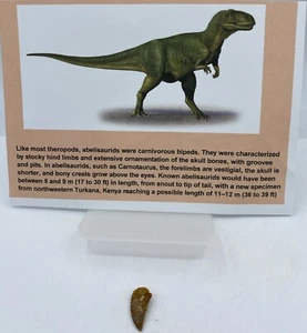 Dientes de rapata Abelisaurus dinosaurio cretácico Marruecos certificado de autenticidad real sin reparación A82 - Imagen 1 de 2
