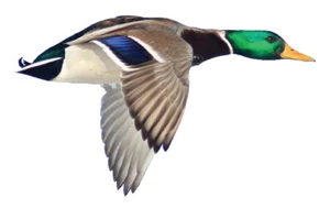 Mallard Duck in Flight Vinyl Decal - Bild 1 von 2