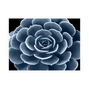 Stampa su Tela su Carta Poster o Quadro Jensen Mia Succulent Indigo IV - Picture 1 of 2