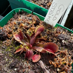Dionaea muscipula - Venus Flytrap - 'Gold Strike' - Rooted Division - JH - Picture 1 of 1