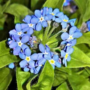 FORGET ME NOTS ❤️ 5000 Samen ALPEN-VERGISSMEINNICHT Myosotis sylvatica alpestris - Bild 1 von 4