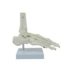 Anatomical Foot Model Skeleton Bones w/ Display Base for Medical School Students