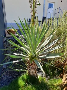 MW57-2023 Y. recurvifolia (Gerd) x Y. sp. 'Piedras Negras' - Yucca Hybride-Samen - Bild 1 von 20