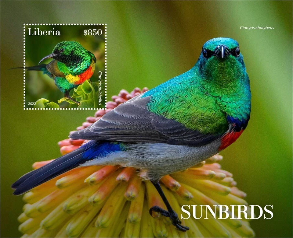 Estampillas Sunbirds MNH 2022 Liberia S/S Foto 1 de 1