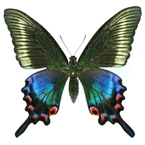Papilio maackii tutanus RARE SPRING FORM FEMALE FROM JAPAN - Bild 1 von 3