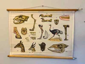 Niederländisches Vintage Schulposter Tier Anatomie 70x100 cm - Giraffe Illustration,... - Bild 1 von 9
