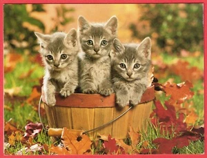 Tarjeta de felicitación de otoño de otoño de gatito sin usar fotografía de Don Ayers 2004 - Imagen 1 de 2