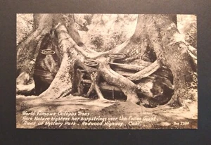 Vintage 1940s Trees Of Mystery World Famous Octopus Trees Postcard California  - Picture 1 of 2