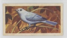 1961 Brooke Bond Tropical Birds Tea Blue-Grey Tanager #25 a8x