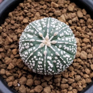 3cm Sukkulente Kaktus Pflanze Astrophytum asterias var.Super Cactaceae Hausgarten - Bild 1 von 12