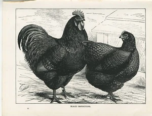 POULTRY BLACK ORPINGTONS HENS ORIGINAL 1911 ANTIQUE ART PRINT by J. W. LUDLOW - Picture 1 of 1