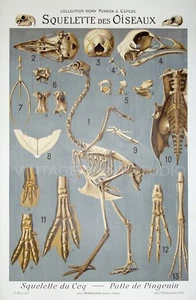 Skeleton of birds, 1905 Vintage Educational chart Giclee Canvas Print 16x24 - Picture 1 of 2