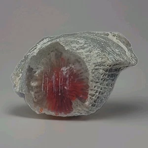 ~19 grs Pulido Cuerno Rojo Coral Riley's Canyon, Utah Fósil Rugosa/cabina de exhibición - Imagen 1 de 19
