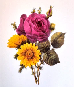 Redoute Bouquet Botanical Flowers Rose Triumph Of Luxemburg Print Book Plate 72 - Picture 1 of 2