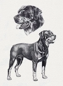 ROTTWEILER LOVELY SKETCH DOG ART GREETINGS NOTE CARD - Picture 1 of 1