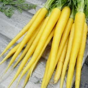 350 SOLAR YELLOW CARROT SEEDS FRESH HARVEST FOR GARDENS - Picture 1 of 1