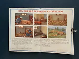 Cartel educativo de 1950 Exposición agrícola de granja de animales de cerdoEN... - Imagen 1 de 5